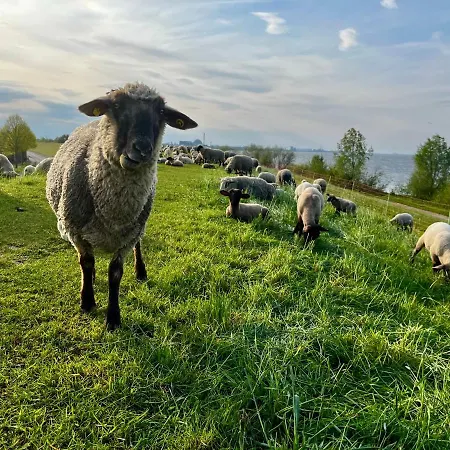 Muggelhuus Im Alten Land / Pflaumenbaum Hollern-Twielenfleth