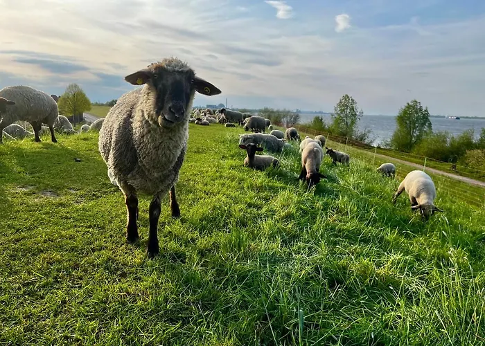 Muggelhuus Im Alten Land / Pflaumenbaum Hollern-Twielenfleth